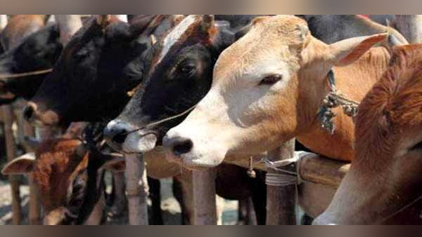 Lumpy Skin Disease: Punjab Govt to start vaccination for animals Lumpy Skin Disease: Punjab Govt to start vaccination for animals