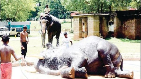 ಮಧ್ಯಾಹ್ನದ ಆಹಾರವಾಗಿ ಕುಸುರೆ