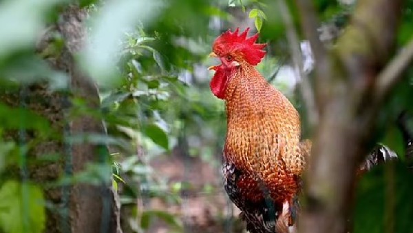 ಮೈಕಲ್ ವಿರುದ್ಧ ಲೆಮ್ಗೊ ಕೋರ್ಟಿನಲ್ಲಿ ಪ್ರಕರಣ