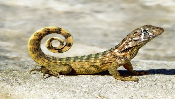 ಬಣ್ಣವನ್ನು ಬದಲಾಯಿಸುವ ಹಾವುಗಳು
