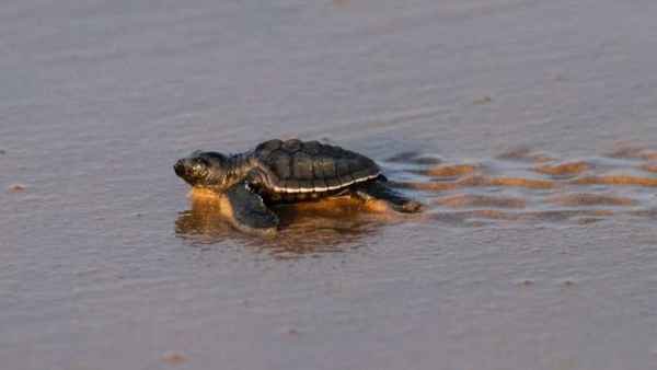 Rare Video: Snake and Tortoise Fight - Who Wins? Rare Video: Snake and Tortoise Fight - Who Wins?