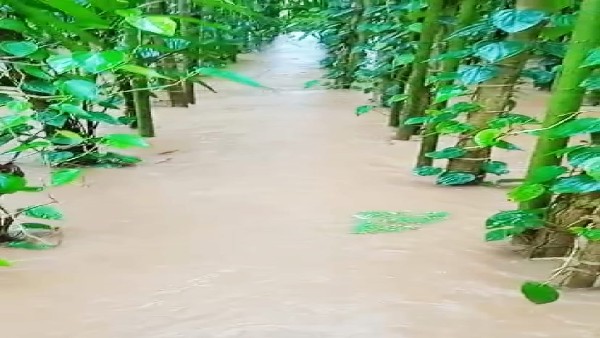 ವಿವಿಧ ರಾಜ್ಯಗಳಿಗೂ ಮೈಸೂರು ವೀಳ್ಯದೆಲೆ ರಪ್ತು