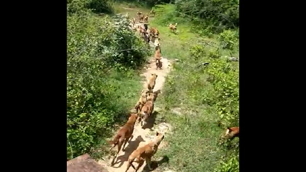Haliyala Municipality released stray dogs into forest: Animal lovers outraged Haliyala Municipality released stray dogs into forest: Animal lovers outraged