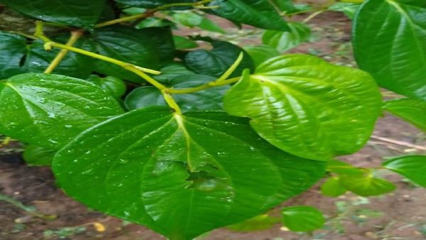 ವೀಳ್ಯದೆಲೆಯಲ್ಲಿ ಬದುಕು ಕಟ್ಟಿಕೊಂಡಿದ್ದ ರೈತ