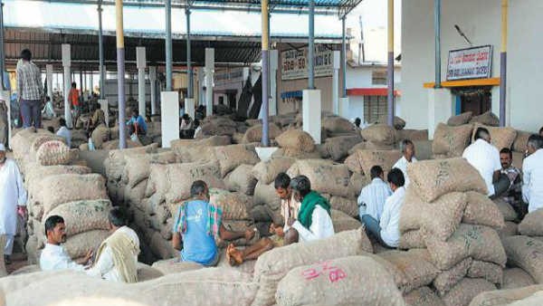 Moong Dal Purchase In 17 Centers Of Dharwad From November Moong Dal Purchase In 17 Centers Of Dharwad From November