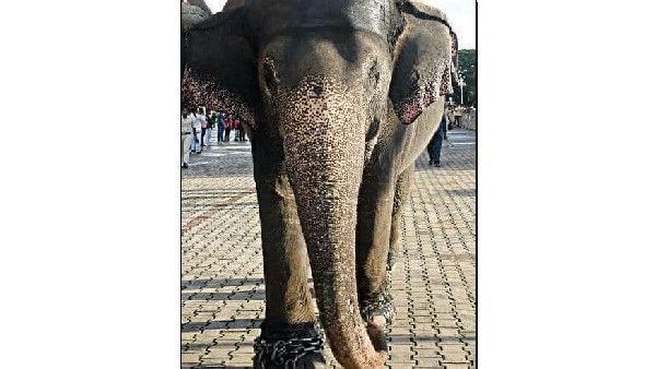 3ನೇ ಬಾರಿ ದಸರಾಕ್ಕೆ ಆಗಮಿಸಿರುವ ಚೈತ್ರ
