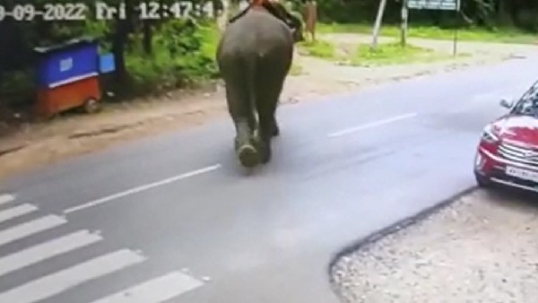 Shivamogga: Elephant attacked mahout at Sakrebyle Shivamogga: Elephant attacked mahout at Sakrebyle