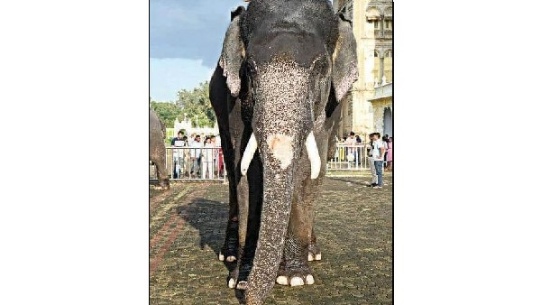 ಶಾಂತ ಸ್ವಭಾವದ ಬಲಶಾಲಿ ಗೋಪಾಲ