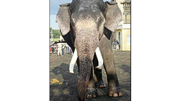 ಸಫಾರಿ ಕಿಂಗ್ ಗೋಪಿ