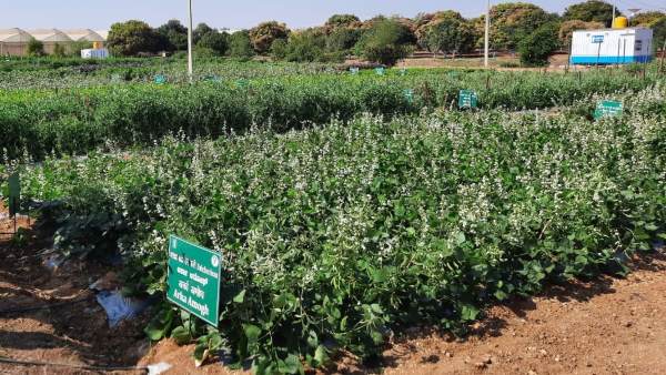 The top 1st for Indian Institute of Horticultural Research in ICAR ranking The top 1st for Indian Institute of Horticultural Research in ICAR ranking