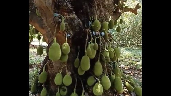 200-Year-Old Jackfruit Tree In Tamil Nadu gaining traction on Internet 200-Year-Old Jackfruit Tree In Tamil Nadu gaining traction on Internet