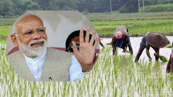 PM Kisan Scheme: Rs 442 Crore Wasted For Ineligible Farmers PM Kisan Scheme: Rs 442 Crore Wasted For Ineligible Farmers