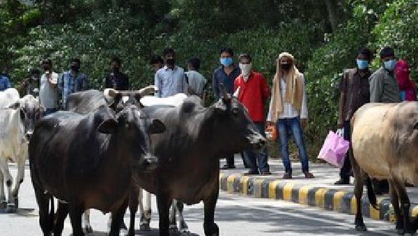 ಗೋಶಾಲರಿಗೆ ಘೋಷಿಸಿದ 500 ಕೋಟಿ ಸರ್ಕಾರದ ನೆರವು ಸಿಕ್ಕಿಲ್ಲ