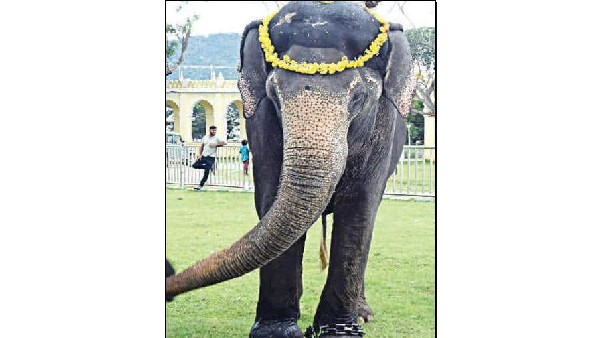 ಗಜಪಡೆಗಳಲ್ಲೇ ಸಾಧು ವಿಜಯ