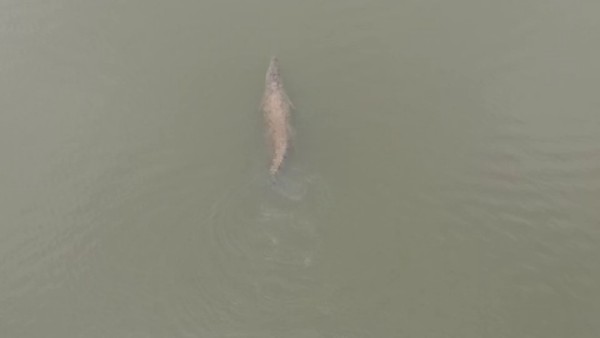 Crocodile Found in Murunala Village Lake Near Bagalkot Crocodile Found in Murunala Village Lake Near Bagalkot