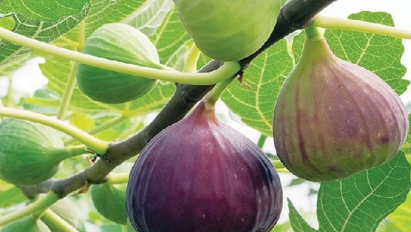 ಕಡಿಮೆ ಆಮ್ಲ ಮತ್ತು ಹೆಚ್ಚಿನ ಸಕ್ಕರೆ ಅಂಶ