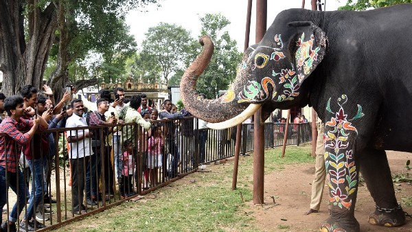 Dasara elephants back to Jungle form Mysuru on October 7 Dasara elephants back to Jungle form Mysuru on October 7