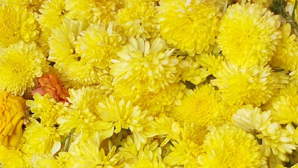ಜಿಲ್ಲೆಯಲ್ಲಿ ಹೂವು, ಹಣ್ಣಿನ ಬೆಲೆ ದುಬಾರಿ
