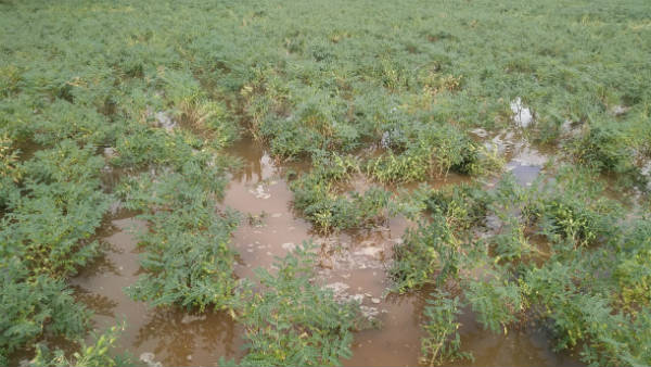ಮುಂದುವರೆಗೆ ಬೆಳೆಹಾನಿ ಸಮೀಕ್ಷೆ