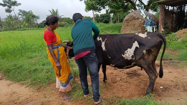 ಜಾನುವಾರುಗಳಿಗೆ ಗೋಟ್ ಪಾಕ್ಸ್ ಲಸಿಕೆ