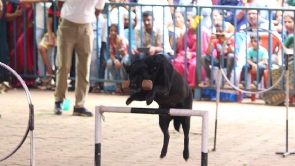 ರಿಂಗ್ನಲ್ಲಿ ಶ್ವಾನಗಳ ಆಟ, ಚಿನ್ನಾಟ ಅದ್ಭುತ