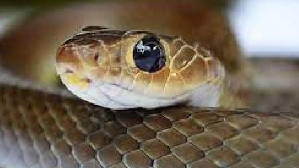 ಬಾಲಕನ ಬದುಕಿನ ಹೋರಾಟ