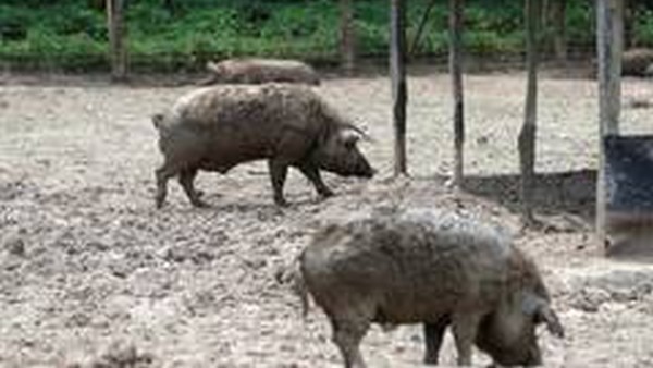 African swine flue case confirmed in Dakshina Kannada Kelarai African swine flue case confirmed in Dakshina Kannada Kelarai