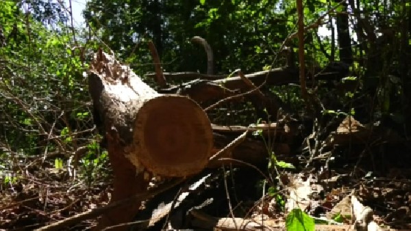 Trees Destroyed In Kumta Taluk Ullur Mutt Forest Area Trees Destroyed In Kumta Taluk Ullur Mutt Forest Area