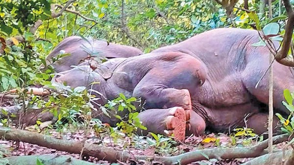 24 elephants slept for hours after drinking alcohol in Odisha forest 24 elephants slept for hours after drinking alcohol in Odisha forest