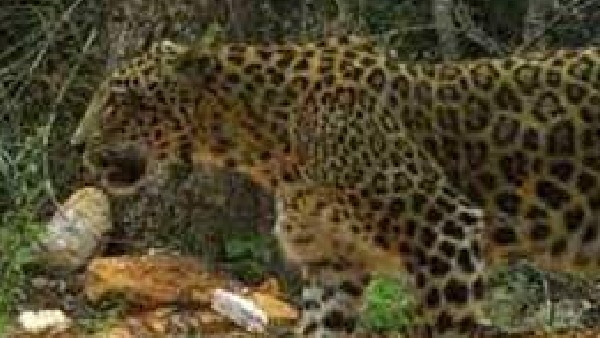 Death in leopard attack: Rs 15 lakh solatium says CM Basavaraja Bommai Death in leopard attack: Rs 15 lakh solatium says CM Basavaraja Bommai