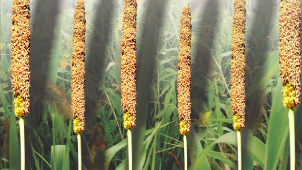 Millets Have Power To Solve Global Health Problems Piyush Goyal Said Millets Have Power To Solve Global Health Problems Piyush Goyal Said