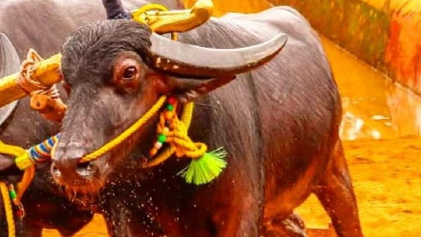 ತಾಟೆಯ ಓಟವನ್ನು ನೋಡಲೆಂದೇ ಕಂಬಳಕ್ಕೆ ಜನ ಸಾಗರ