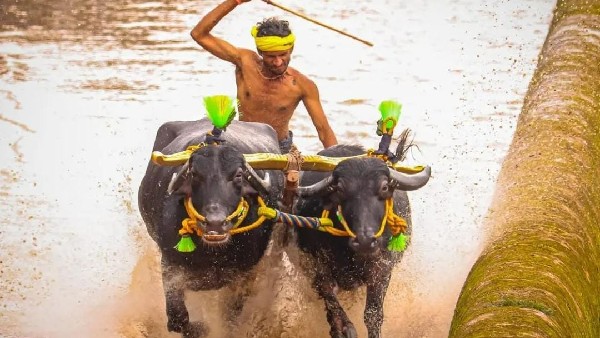 ತಾಟೆ ಓಟ ಸಾಮಾಜಿಕ ಜಾಲತಾಣದಲ್ಲಿ ವೈರಲ್