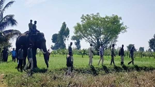 ಹುಲಿಗಾಗಿ ಅರಣ್ಯ ಇಲಾಖೆ ಹುಡುಕಾಟ