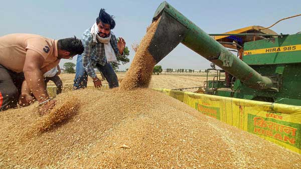 Wheat KG Wholesale Price Nearby Till Rs.30 Rise In India Wheat KG Wholesale Price Nearby Till Rs.30 Rise In India