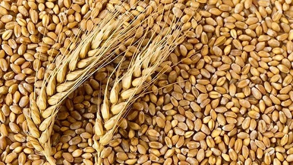 2022-23 Current Season 31.5 Million Hectare Wheat Sowing Expect In India 2022-23 Current Season 31.5 Million Hectare Wheat Sowing Expect In India