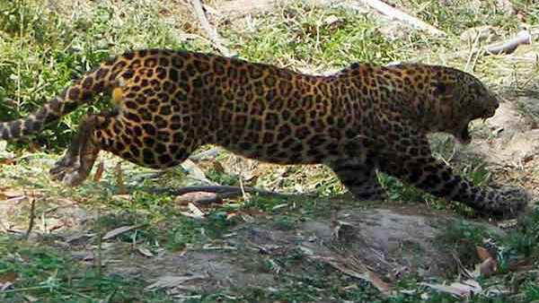 ಕೋಣವನ್ನು ಕೊಂದ ಚಿರತೆ
