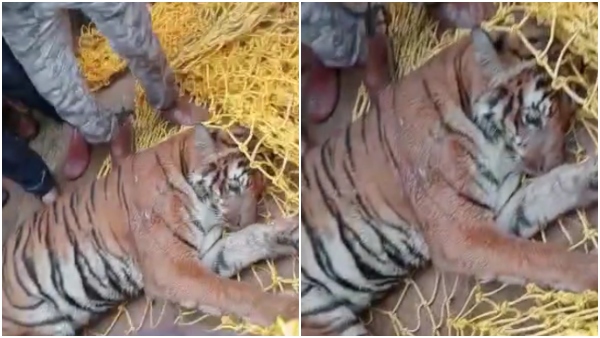 ರಾಜ್ಯದಲ್ಲಿ ಹೆಚ್ಚಾದ ಚಿರತೆ ಅಟ್ಟಹಾಸ