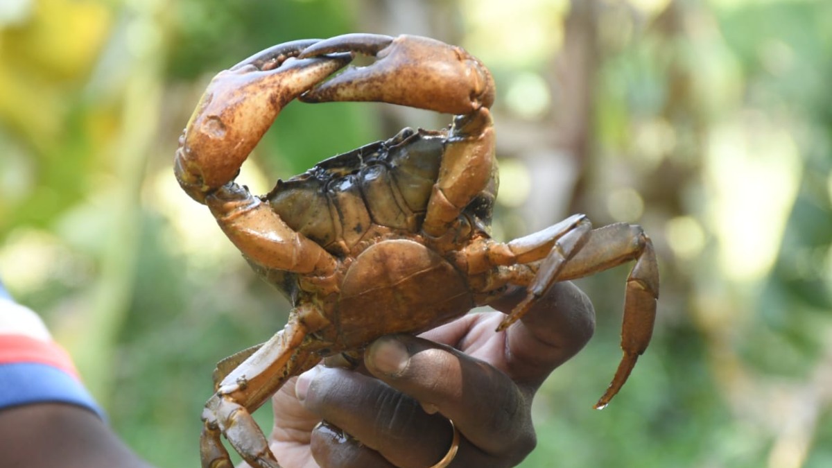 ಕಲಘಟಗಿಯಲ್ಲಿ ಏಡಿ ಕೃಷಿ, ಎಷ್ಟು ಲಾಭ ಗಳಿಸಬಹುದು? Crab Farming In Dharwad Kalghatgi First In
