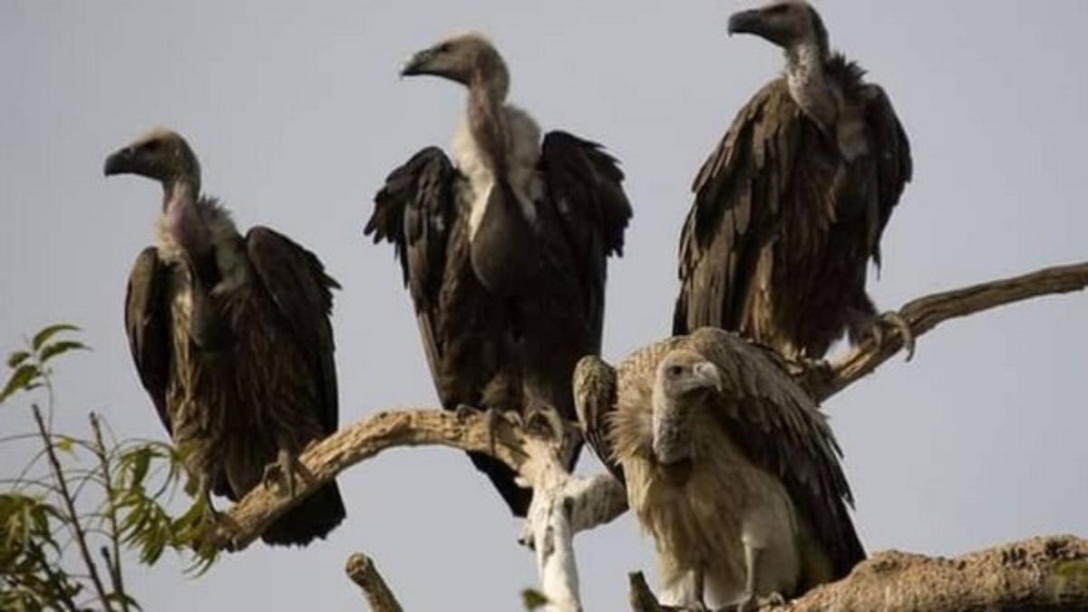 ಅಳಿವಿನಂಚಿನಲ್ಲಿ ರಣಹದ್ದು ಮೂರು ರಾಜ್ಯಗಳಲ್ಲಿ ಏಕಕಾಲಕ್ಕೆ ರಣಹದ್ದು ಸಮೀಕ್ಷೆ A