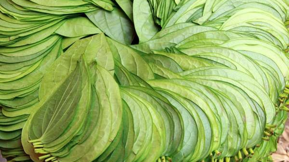 ರಾಯಚೂರು ಜಿಲ್ಲೆಯಲ್ಲಿ ವೀಳ್ಯದೆಲೆಗೆ ಬಂಗಾರದ ಬೆಲೆ, ಗ್ರಾಹಕರಿಗೆ ಬಿಸಿ ತುಪ್ಪವಾಗಿ