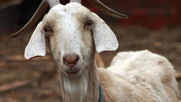 ಬಿಜೆಪಿ ಅಭ್ಯರ್ಥಿಗೆ ಮೇಕೆ ಮರಿ ಗಿಫ್ಟ್ ಕೊಟ್ಟ ಕಾರ್ಯಕರ್ತರು