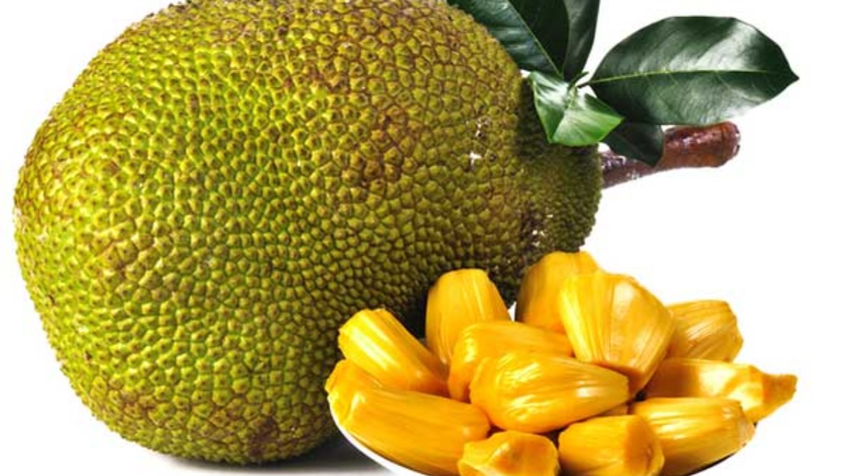 Jackfruit ನೀವು ಹಲಸು ಖರೀದಿಸಲು ಹೋಗುತ್ತೀರಾ? ಹಾಗಾದರೆ ಅದರ ಗುಣಮಟ್ಟ ತಿಳಿಯಿರಿ