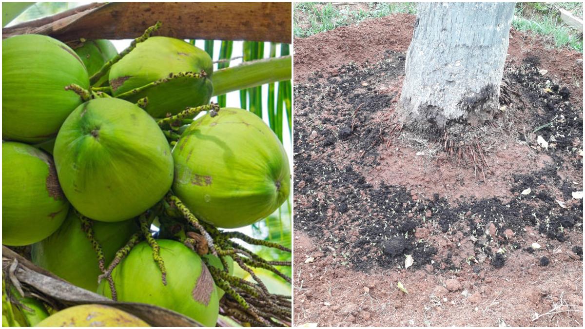 Coconut Farming ತೆಂಗು ಇಳುವರಿ ಹೆಚ್ಚಾಗಲು ಮಳೆಗಾಲದಲ್ಲಿ ಹೀಗೆ ಮಾಡಿ How to