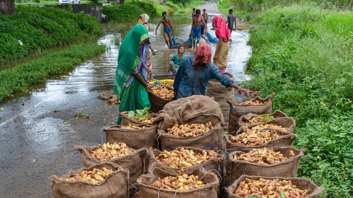 Ginger price in karnataka ಟೊಮೆಟೊ, ಗೋಧಿ ಹಿಟ್ಟು, ಮೆಣಸಿನಕಾಯಿ ಬಳಿಕ ಗಗನಕ್ಕೇರಿದ ಶುಂಠಿ ಬೆಲೆ ಕೆಜಿಗೆ