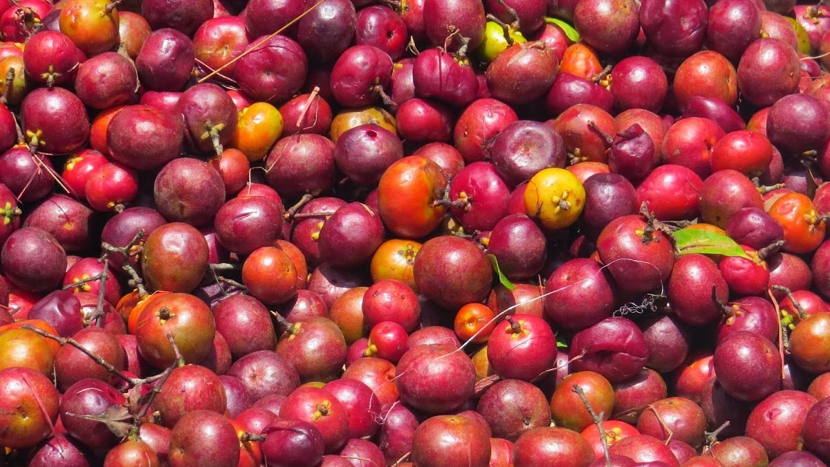 Kokum Fruit Benefits ಕೋಕಂ ಹಣ್ಣಿ ಪ್ರಯೋಜನ ತಿಳಿದರೆ ದಿನಾ ತಿನ್ನಲು ಬಯಸುವಿರಿ