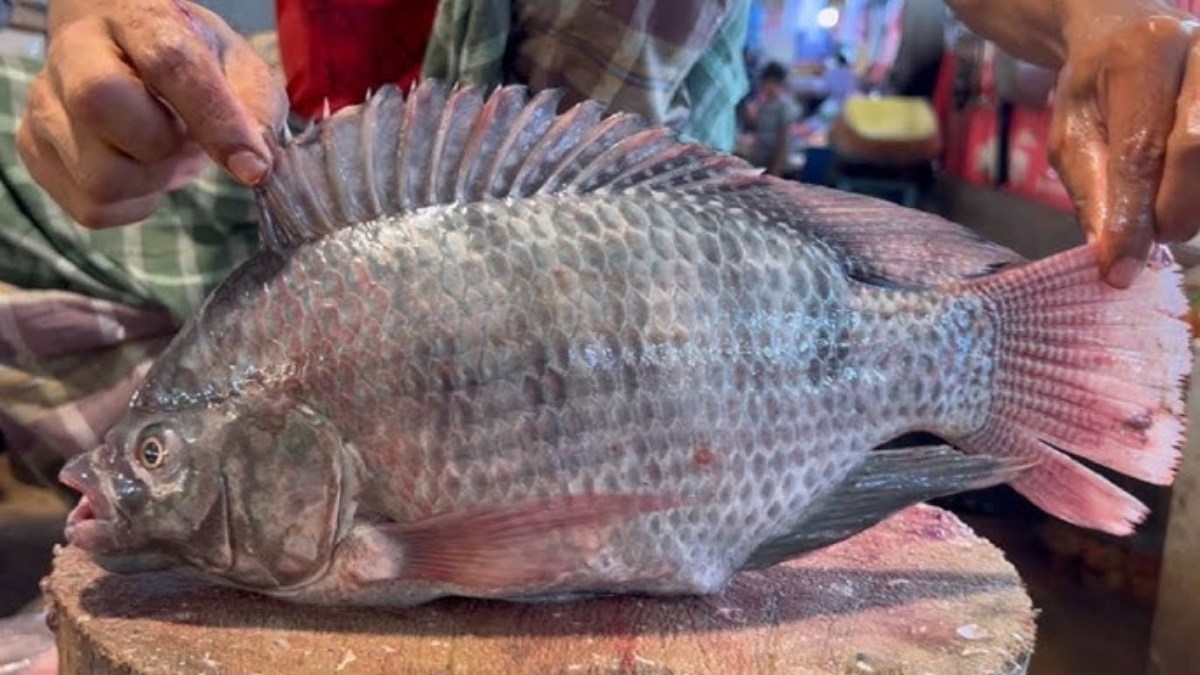 Tilapia Fish ಮೀನು ತಿಂದು ಹಲವು ಅಂಗಾಂಗಗಳನ್ನು ಕಳೆದುಕೊಂಡ ಮಹಿಳೆ ಇರಲಿ ಎಚ್ಚರ