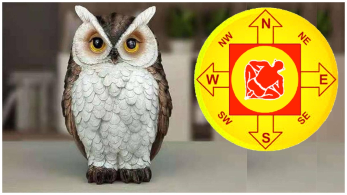 ಮನೆಯಲ್ಲಿ ಗೂಬೆಯ ಪ್ರತಿಮೆ ಇಡಬಹುದೇ? ಈ ಪ್ರಶ್ನೆಗೆ ಇಲ್ಲಿದೆ ಉತ್ತರ.. vastu