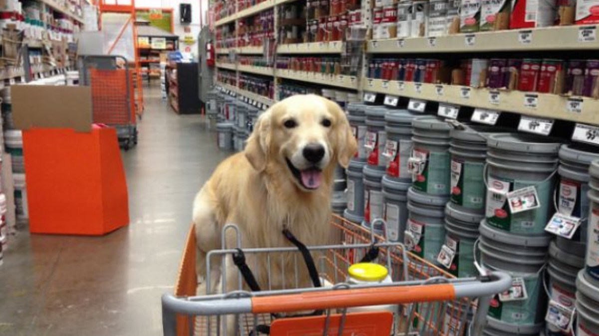 Bengaluru ಸಾಕು ಪ್ರಾಣಿಗಳೊಂದಿಗೆ ಮಾಲ್‌ನಲ್ಲಿ ಶಾಪಿಂಗ್ ಮಾಡುವ ಅವಕಾಶ