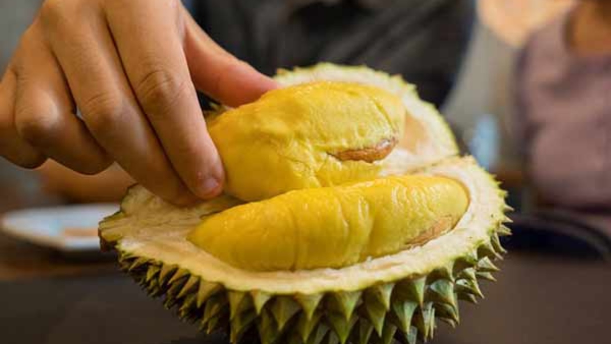 Durian Health Benefits ಹಣ್ಣುಗಳ ರಾಜ ಡುರಿಯನ್ ತಿಂದರೆ ಆರೋಗ್ಯದಲ್ಲಿ ನೀವೇ ರಾಜ